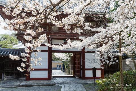 Honpō-ji Sakura Main Gate