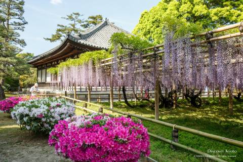 Wisteria Flower Season Byodo-in Garden