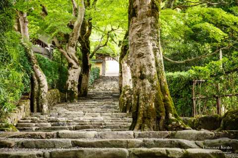 Maples at Jakkō-in.