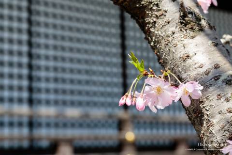 Kajū-ji Temple Cherry Blossoms Sakura Babies