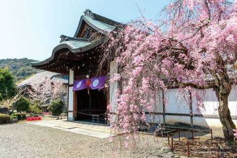 Kajū-ji Temple Cherry Blossoms Sakura Weeping