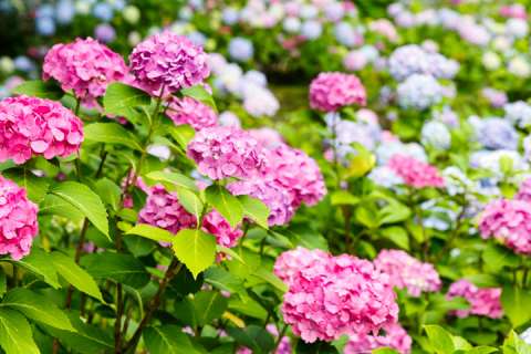 Hydrangea bloom in the Fujinomori Shrine gardens