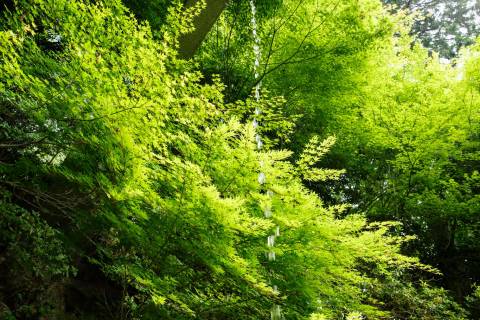 Yoshimine-dera Temple Mountain Spring
