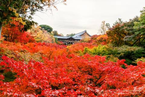 Sea of maple leaves at Tōfuku-ji temple.