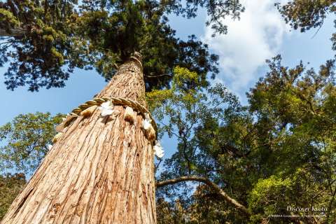 Sacred tree at Yuki Shrine in Kurama.