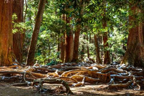 Exposed roots on Mt. Kurama hike.
