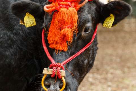 A famous ox appears in the Jidai Matsuri at Heian Shrine.