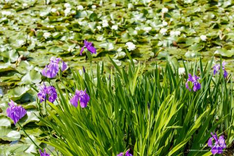 Iris Flower Season Kaju-ji Purple