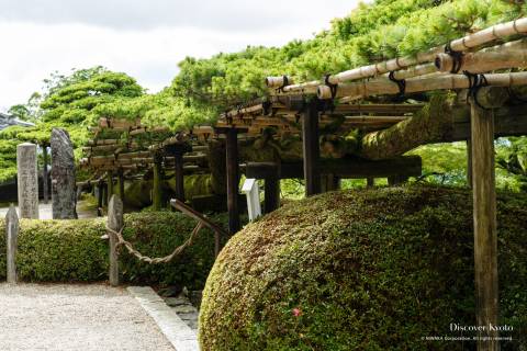 Yoshimine-dera Temple Pine Long