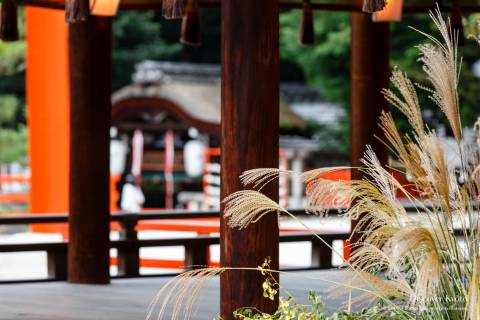 Meigetsu Kangen-sai Susuki