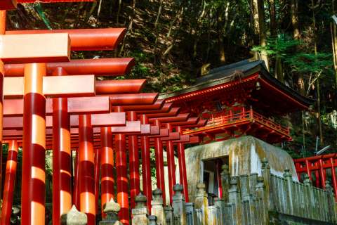 A line of torii gates at Hiwatari Matsuri at Tanukidanisan Fudō-in.