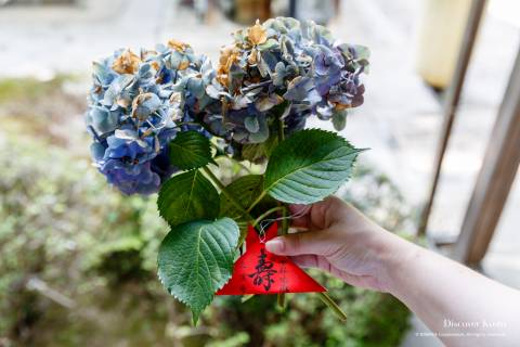 Sanbō-ji Hydrangea Charm