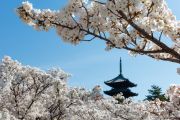 Ninna-ji